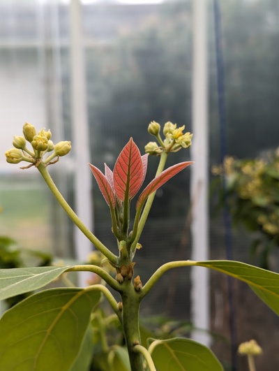 (April 24, 2024) Update -- Almost finished flowering (maybe half a dozen unopened buds left). Vegetative flush is getting started now.