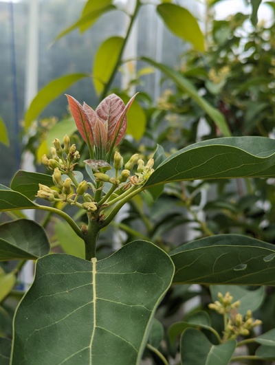 (April 24, 2024) Update -- The greenhouse graft is already almost finished flowering, and starting to push out a new vegetative flush. It seems like it's holding on to a much larger percentage of flowers than the other cultivars. Not sure if that means unusually high pollination rate, or just delayed blossom drop.