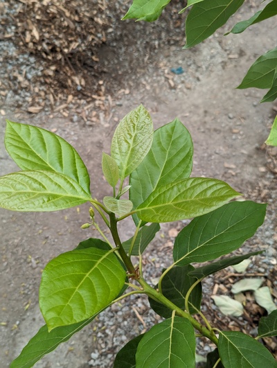 (April 24, 2024) Update -- Almost done flowering, and the vegetative flush that started around the same time is also pretty far along.