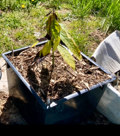(April 30, 2024) Early Spring Report -- Grew a new set of leaves before a frost, new leaves died back after frost. Surviving leaves are looking a bit yellowed. Will wait till after danger of frost has past and add organic fertilizer.