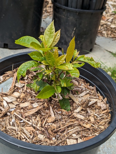 (May 23, 2024) Update -- Probably should remove some of these branches, but maybe it'll be easier to protect if it's bushy.