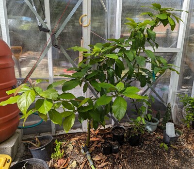 (May 23, 2024) Photo -- Have been working on pulling branches into desired directions, it has grown a lot so far in the spring flush.