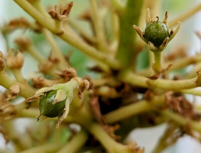 (May 27, 2024) Fruit set -- Dozens of fruit appear to have set. Here are a couple of the furthest along.