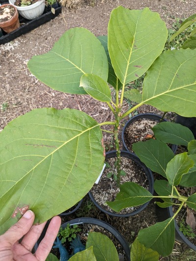 (May 28, 2024) Alive  -- Just realized that this tree was not lost, just given to someone outside the project. They sent a photo, so here's an update.