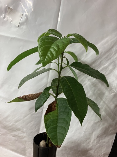 (May 29, 2024) Grown a lot -- Doing great! Started lateral branching and is pretty good in general. Needs a transplant though. Was dehydrated at one point but good now