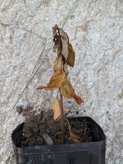 (June 7, 2024) Dead -- Inexplicably died a few days ago. Same conditions as all the other seedlings, I'm not sure what could have caused it. I'm guessing a pathogen, so the soil is not being reused.