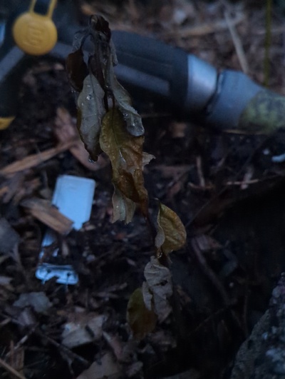 (June 7, 2024) CORRECTION -- When unpotting, the roots were alive and healthy, and a new shoot was seen emerging from the stem around the soil line. It must have just dried out badly enough to self-prune the whole trunk. It was instead planted in the ground, the first of its generation to get that punishment.