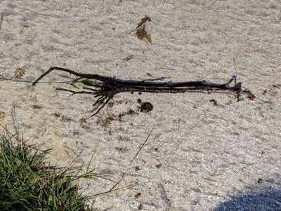 (June 8, 2024) Dead -- Uprooted it, definitely dead.