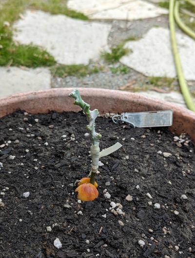(June 17, 2024) After photo -- Potted and grafted with Linh.