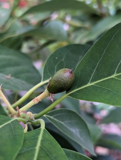 (June 18, 2024) Fruit development -- There are 3 or 4 fruit still holding on Linh, with the 2 largest looking like this one.