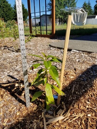 (June 19, 2024) Photo/Plant Update -- Tree was planted out on 6/14/24.
It was initially multi-trunked which was stunting growth so the less vigorous of the two was removed.
Tree is currently around 15 inches tall with very little branching. It has hardly grown since it was received in March '24.