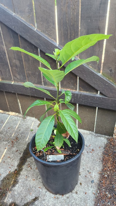 (June 19, 2024) Spring report -- This tree has been doing amazing! It has grown about 5" since I have gotten it. So it is 22" tall now. No issues so far.