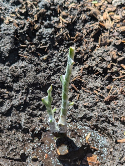 (June 20, 2024) Grafted -- Just added two scions of Linh, one to the green stump of last year's growth and one to the vigorous new shoot.
