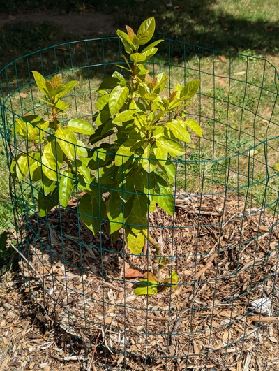 (June 25, 2024) Flowering almost done -- Just a couple buds left, and a vegetative flush is starting more.