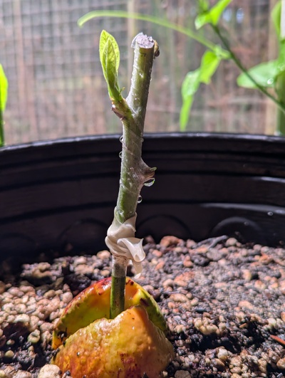 (June 27, 2024) Appears to have taken! -- This one, at least. The bud has failed 