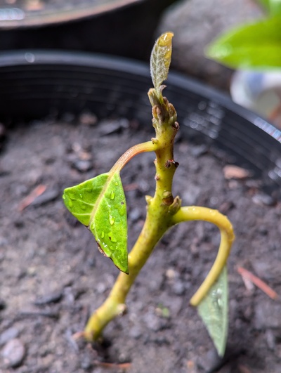 (June 27, 2024) Still alive -- Has even put out a single tiny leaf recently!