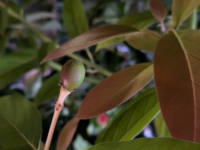 (June 27, 2024) One fruit remains -- Hopefully it doesn't abort this summer!