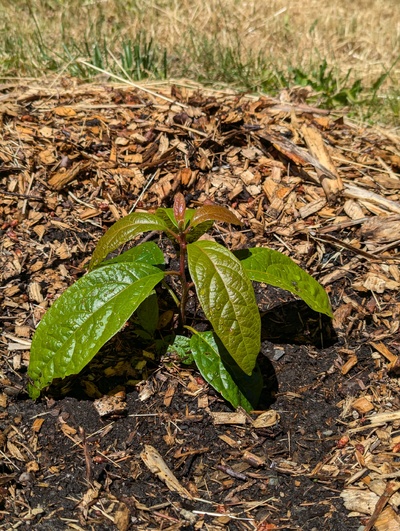 (June 27, 2024) Update -- Getting going with regrowth.