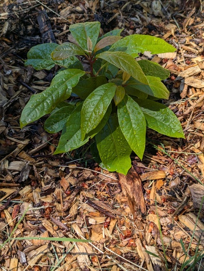 (June 27, 2024) Update -- Regrowing well.