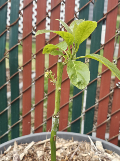 (June 28, 2024) Flowering  -- Been outside in this roller-coaster of weather. Started to flower 