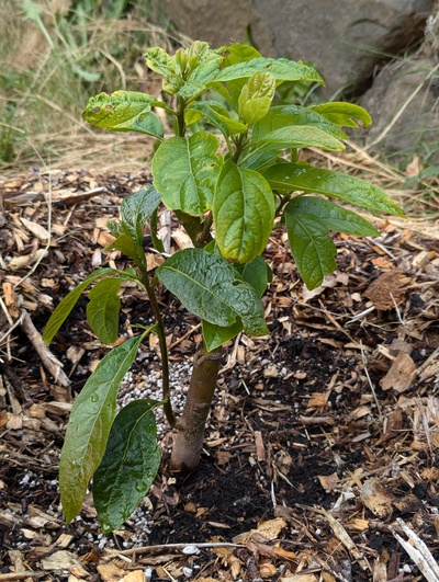 (June 29, 2024) Update -- Some kind of sap sucker has been going after the Jade graft, I think, based on the damage, but it seems to be outgrowing it recently. Rootstock branch looks good, too.