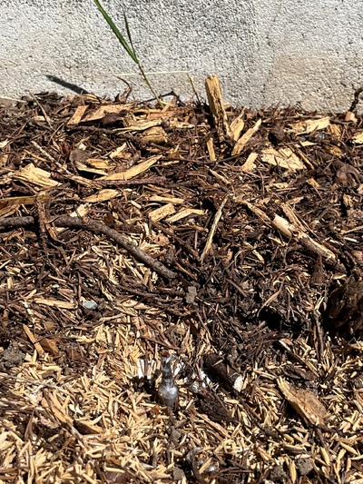(July 4, 2024) Dead -- Tree steadily declined over spring and early summer and eventually died.
