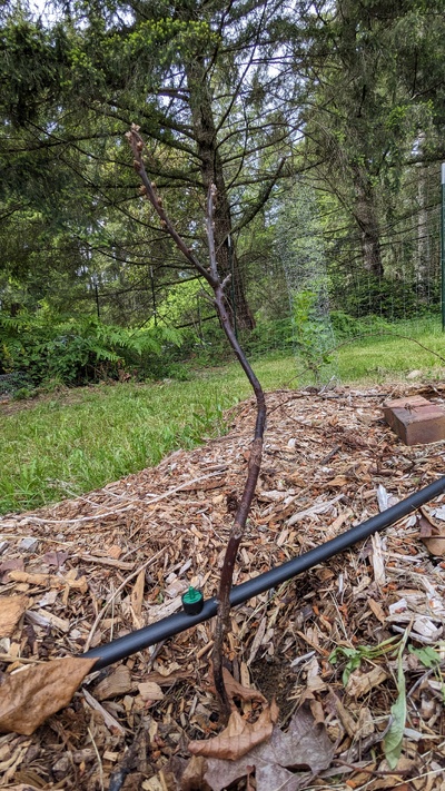 (July 6, 2024) Photo update -- Tree is definitely dead. :'(