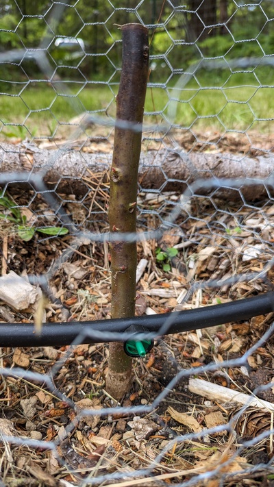 (July 6, 2024) Photo update, 5/22/24 -- It survived being cut off near the base AND the winter!! It's leafing out along the trunk and possibly from the roots as well!! What a fighter! :D
