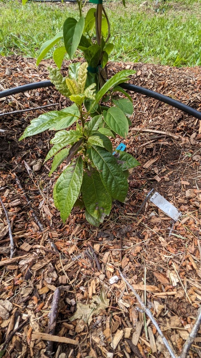 (July 6, 2024) Photo update, 5/22/24 -- Lil tree is growing well. Something was nibbling at the youngest leaves but that hardly slowed it down. There are some dead leaves, possibly from leaf burn when they came out of the greenhouse? There are also tiny brown spots on the lower, older leaves but they were already present when I picked up the plant from Winn. Does not appear to be harmful, at least not yet.  Planted it close to an arctic kiwi (actinidia arguta). Apparently they like the same growing conditions. I'm wondering if the kiwi will help the avocado not freeze to death so easily? Maybe? Stay tuned :)