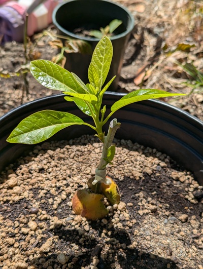 (July 13, 2024) Update -- Vigorous growth on the graft.