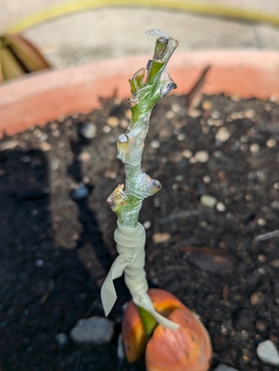 (July 13, 2024) Update -- The graft appears to be starting to bud out, so that's promising.