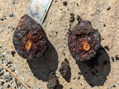 (July 13, 2024) Dead -- Never sprouted, seed rotted.