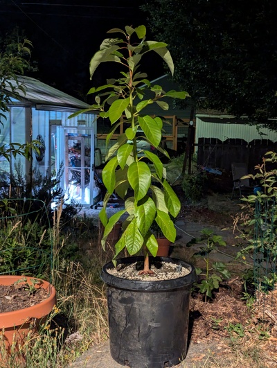 (July 15, 2024) Update -- Very healthy, vigorous growth this year. Probably about ready to be potted up or planted out.