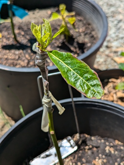 (July 15, 2024) Update -- The Anise graft is starting to push another flush after initially stalling at one leaf.