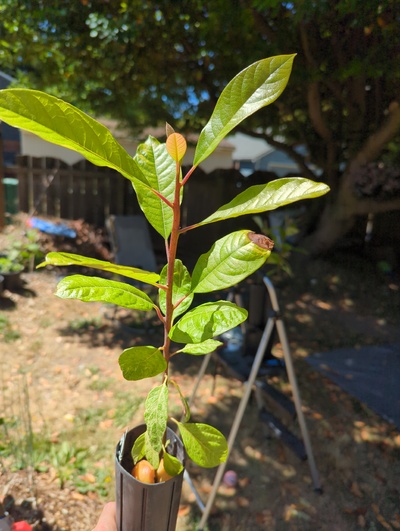 (July 16, 2024) Grafting -- Pre-grafting photo.