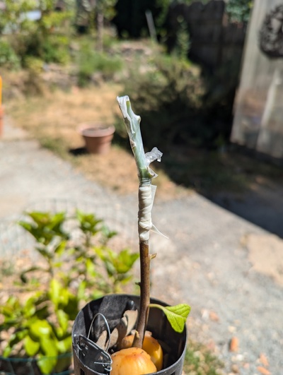 (July 16, 2024) Grafted -- Post-grafting photo.