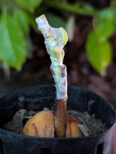 (July 17, 2024) Grafted -- Added a knuckle of Duke today.