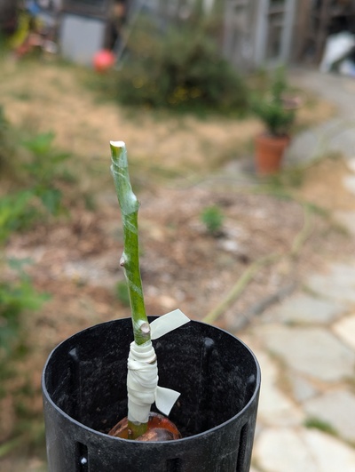 (July 17, 2024) Grafted -- Did this graft yesterday and forgot to post a photo.