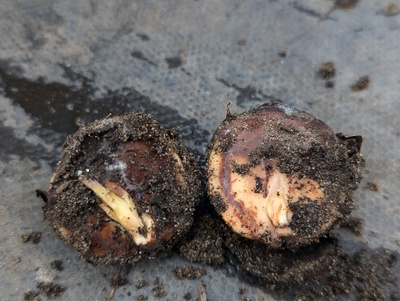 (July 17, 2024) Update -- I was intending this to be the "it's dead" photo, but was surprised at a hint of life despite the seed mostly rotting. So I've planted it out and I'll save the death photo for next time (probably).