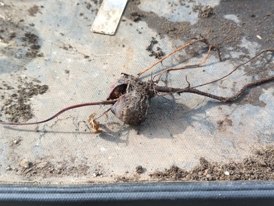 (July 17, 2024) Dead -- The first victim of summer drought. Another nearby seedling had its leaf entirely covering this pot for a few weeks without me realizing, and even though it tried to bounce back, that fizzled and it's a goner.