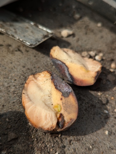 (July 17, 2024) Hint of life  -- The seed is only split on one side and the embryo seems stuck, but I'll give it a chance to still pull through.
