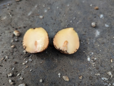 (July 17, 2024) Update -- Embryo seems alive other than from my clumsy opening of the seed, so I'll put this in a recovery chamber and see if it'll get started soon.