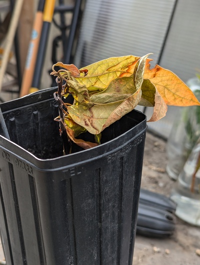 (July 17, 2024) Dead -- Forgot to water this one, it's dead.