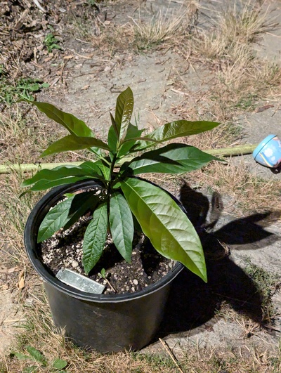 (July 18, 2024) Update -- Has been very healthy since potting up. Almost tempted to plant it out or pot it up again soon.
