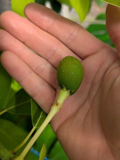 (July 19, 2024) Fruit developing -- This is the only fruit left in the entire greenhouse.