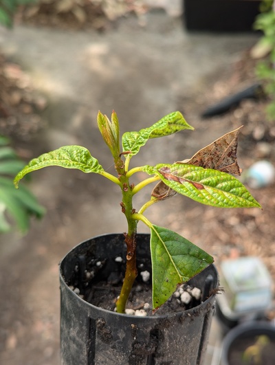 (July 21, 2024) Update -- Just potted this one up after it's been in the soil next to the ortet since that was grafted in January.