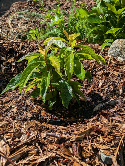 (July 23, 2024) Update -- Coming back nicely, though something has been nibbling the leaves. Earwigs? Pill bugs?