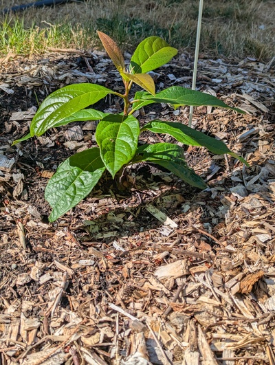 (July 23, 2024) Update -- Slowed down a bit but still looking healthy.
