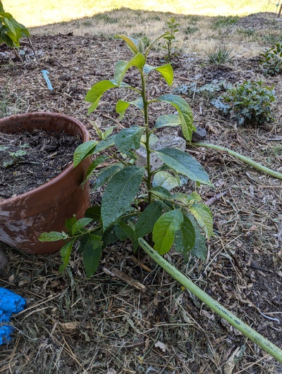 (July 23, 2024) Update -- Large new trunk has formed with branches already.