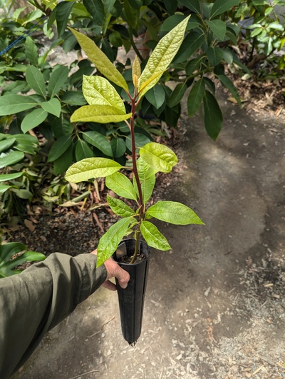 (July 24, 2024) Pre-grafting photo -- About to graft with MEG.